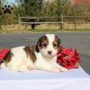 Kensington, Mini Bernedoodle Puppy